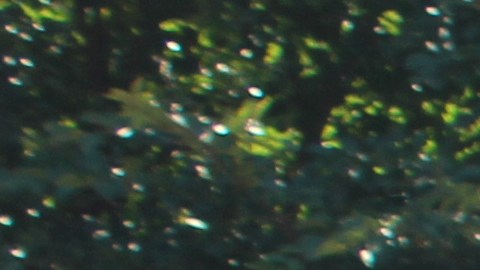 Chicago celebra en grande la Indepencia de México. (Irene Tostado / La Raza)