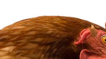 El huevo y la gallina es una metáfora, dice  la física Jacqui Romero.