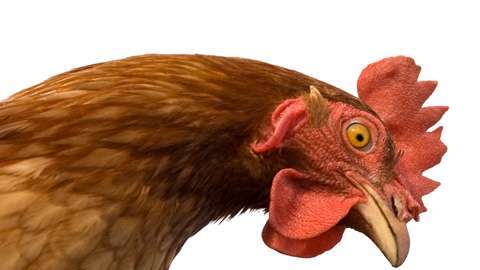 El huevo y la gallina es una metáfora, dice  la física Jacqui Romero.