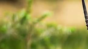 Antílopes como estos también pueden verse en Cuba.