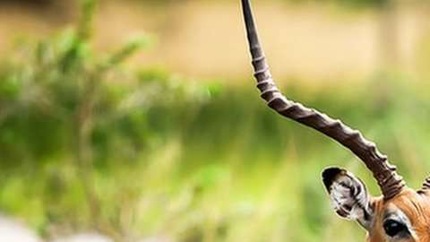 Antílopes como estos también pueden verse en Cuba.