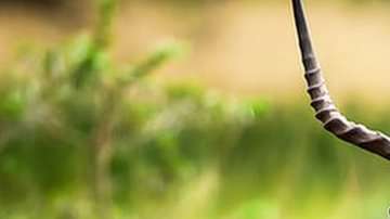 Antílopes como estos también pueden verse en Cuba.