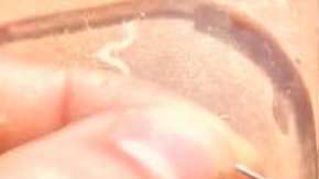 Se hallaron algunas fresas con agujas escondidas dentro.
