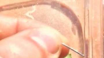 Se hallaron algunas fresas con agujas escondidas dentro.