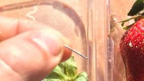 Se hallaron algunas fresas con agujas escondidas dentro.