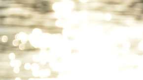 Unas 180 especies de animales marinos comen plásticos.