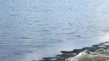 Una telaraña gigante cubrió la vegetación en Grecia.