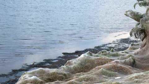 Una telaraña gigante cubrió la vegetación en Grecia.