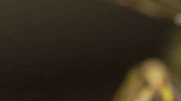 La visión negativa sobre las avispas es injusta.