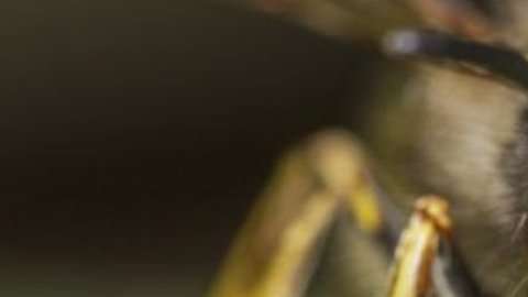 La visión negativa sobre las avispas es injusta.