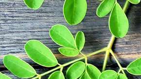 Las hojas de moringa son ricas en proteínas, vitaminas y minerales.