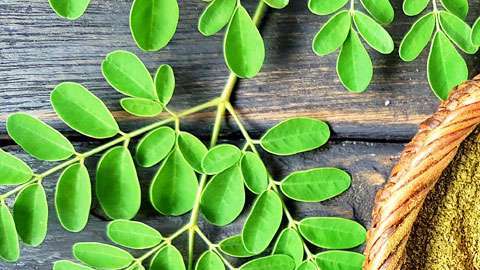 Las hojas de moringa son ricas en proteínas, vitaminas y minerales.
