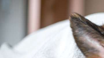 103512117_perrolindo