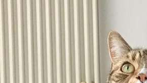 El ronroneo de un gato puede ser hasta beneficioso para la salud humana.