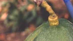 "Parece un mango. Pero no es un mango", escribió el diario Metro en 2016.