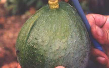 "Parece un mango. Pero no es un mango", escribió el diario Metro en 2016.