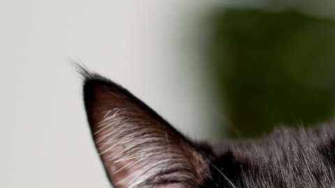 La policía de Londres llegó a una conclusión tras la muerte de más de 400 gatos.