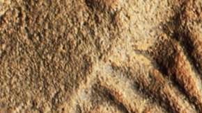 Los primeros animales de la Tierra eran ovalados y planos.