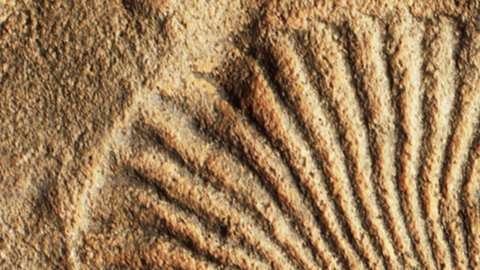 Los primeros animales de la Tierra eran ovalados y planos.