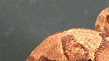 Es muy difícil que una serpiente con dos cabezas pueda mantenerse viva.