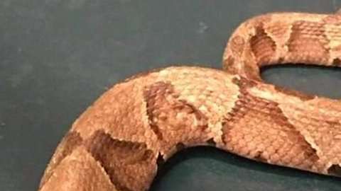 Es muy difícil que una serpiente con dos cabezas pueda mantenerse viva.