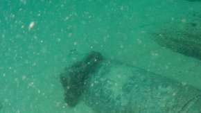 El hallazgo ocurrió cerca de la población de Cascais, en Portugal.