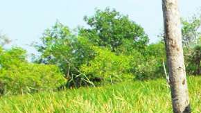 El uso de "chinampas" ayuda a preservar humedales.