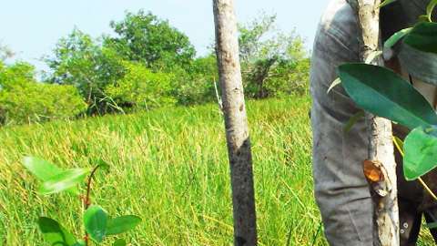 El uso de "chinampas" ayuda a preservar humedales.