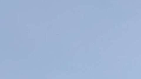 Parte del "bosque fantasma" que fue sacudido y enterrado en el océano.