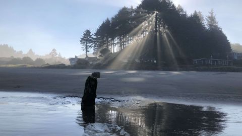 Parte del "bosque fantasma" que fue sacudido y enterrado en el océano.