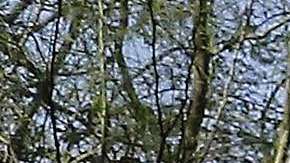 En Pima rechazan los fondos que el gobierno federal otorga a ICE y CBP.