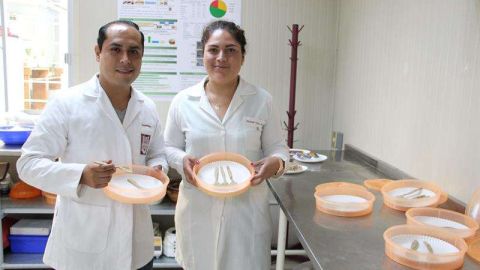 Científicos mexicanos crean cubiertos comestibles altamente nutritivos.