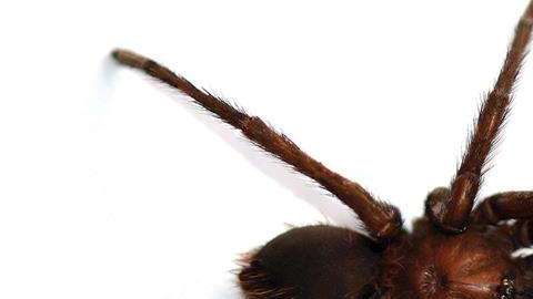 La "Kankuamo Marquezi".