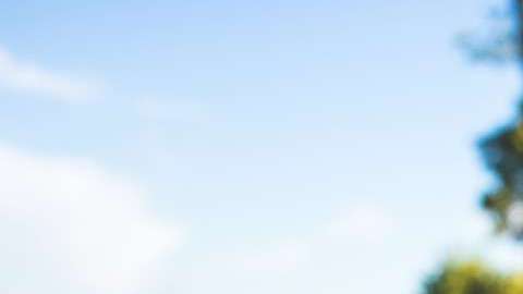 Tu perro disfrutará cada viaje