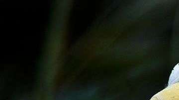 Un águila calva en el ZoológicoNnacional Smithsonian.