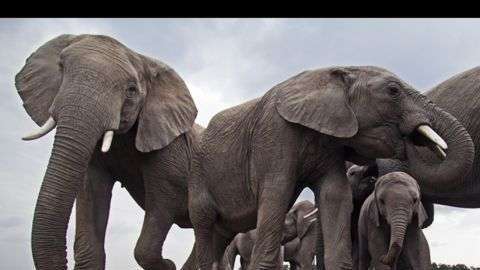 Manada de elefantes en un abrevadero de la Reserva Nacional Maasai Mara, en Kenia. “Las maravillas de la naturaleza: La inteligencia de la Creación” estará en exposición hasta el 11 de diciembre de 2016.