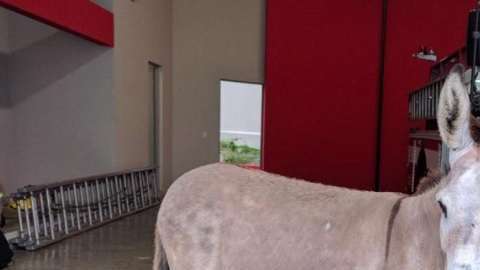 Los bomberos llamaron "Maduro" al asno.