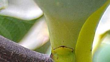 Una higuera creció en un sitio poco convencional y eso llamó la atención.