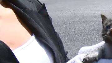 Gatito rescatado en east LA