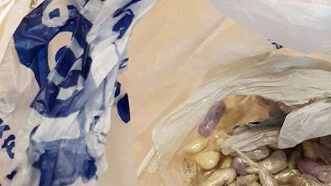 Un gato encuentra una bolsa de drogas.