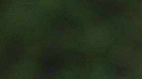 El presidente Trump calificó de una "vergüenza" la editorial.