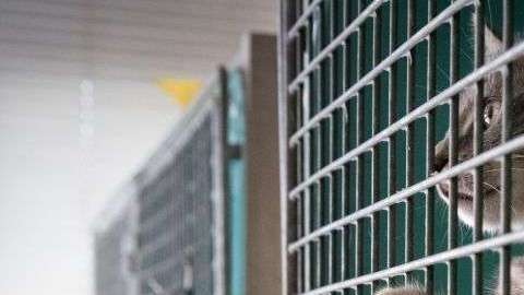 Urgen adopciones en albergues de Las Carolinas. JOEL SAGET/AFP/Getty Images