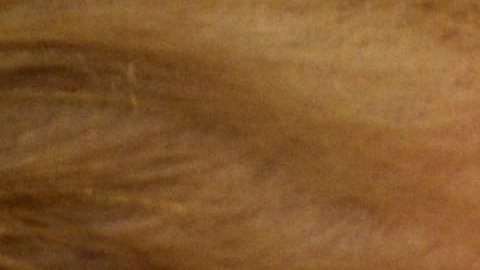 Trump criticó las investigaciones del 
 DOJ contra dos congresistas republicanos