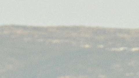 Un tiburón blanco salta tras una falsa carnada.