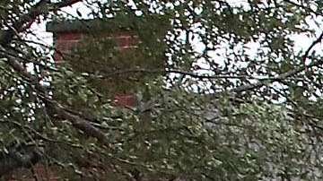 Árboles por el huracán Florence en Wilmington, Carolina del Norte.