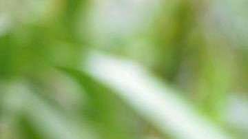 Un aldeano llama a otro con un silbido.  BIJU BORO/AFP/Getty Images