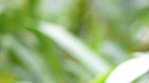 Un aldeano llama a otro con un silbido.  BIJU BORO/AFP/Getty Images