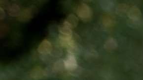 Luis Gómez rescata unos pollitos de la inundación en Longs, Carolina del Sur.