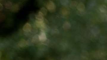 Luis Gómez rescata unos pollitos de la inundación en Longs, Carolina del Sur.