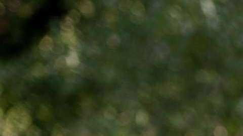 Luis Gómez rescata unos pollitos de la inundación en Longs, Carolina del Sur.